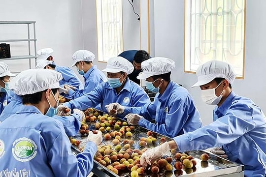 21 mã số cơ sở đóng gói phục vụ xuất khẩu vải tươi